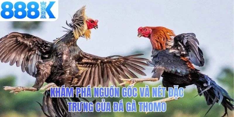 Khám phá nguồn gốc và nét đặc trưng của đá gà Thomo