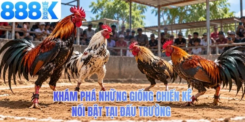 Khám phá những giống chiến kê nổi bật tại đấu trường