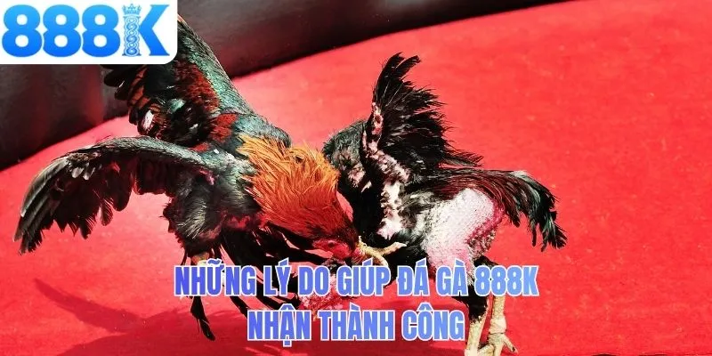 Những lý do giúp đá gà 888K nhận thành công